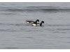 Photo of Black Brant - Branta bernicla